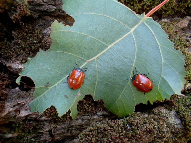 Melasoma populi ... almeno credo